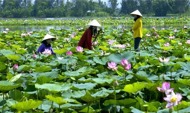 Đồng Tháp Mười