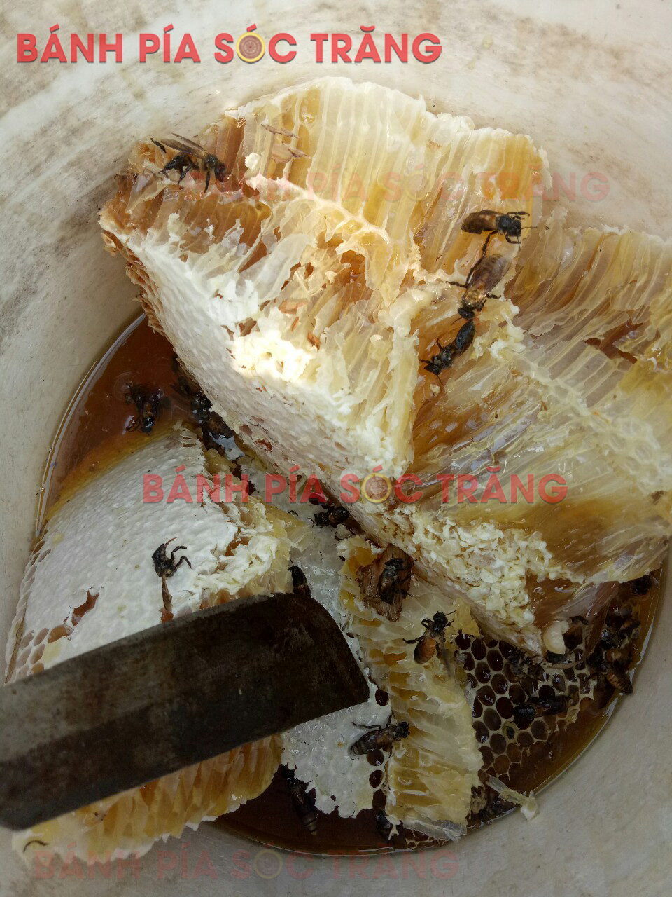 Hình ảnh thật lấy mật ong rừng