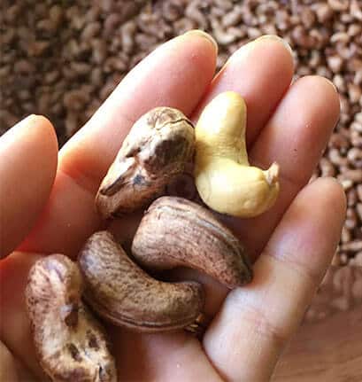 Hạt điều Bình Phước