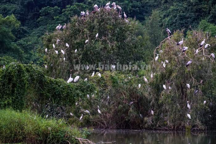 Vườn cò Tân Long giúp bạn hòa mình với thiên nhiên
