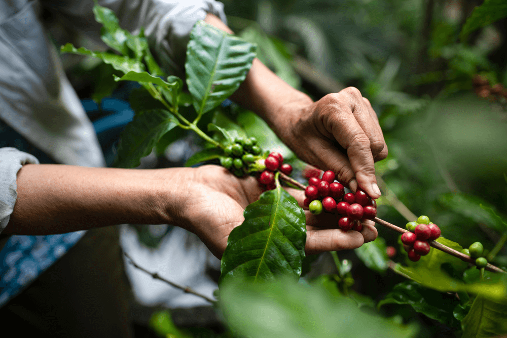 Cà Phê Arabica nguyên chất