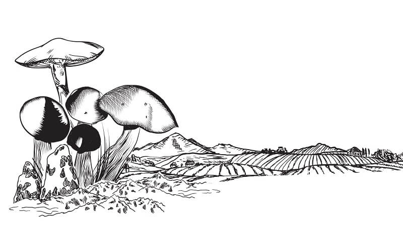 nấm mối đen sốt cà đặc sản Phú Quốc