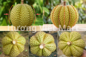 Trái sầu riêng ngon không cần dáng mướt mát. Mà nó phải có cái "eo" phình to, no tròn mập mạp, lộ rõ mấy cái rãnh múi.