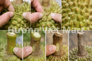 Sờ vô mấy cái gai bự, ráng dùng hai ngón tay bóp nhẹ hai cái gai lại với nhau. Thấy nó mềm và có độ đàn hồi là thịt sầu bên trong bao dẻo, không bao giờ bị sượng.